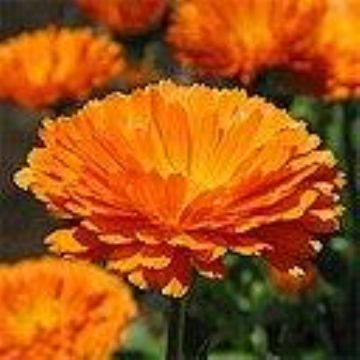 Calendula Officinalis Extract(Jesslie@Snowlotusbiotech.Com)